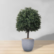 Kingston Faux Potted Cedar Topiary Plant 24''