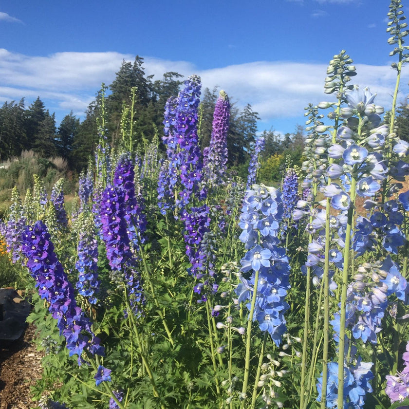 Delphinium Mix