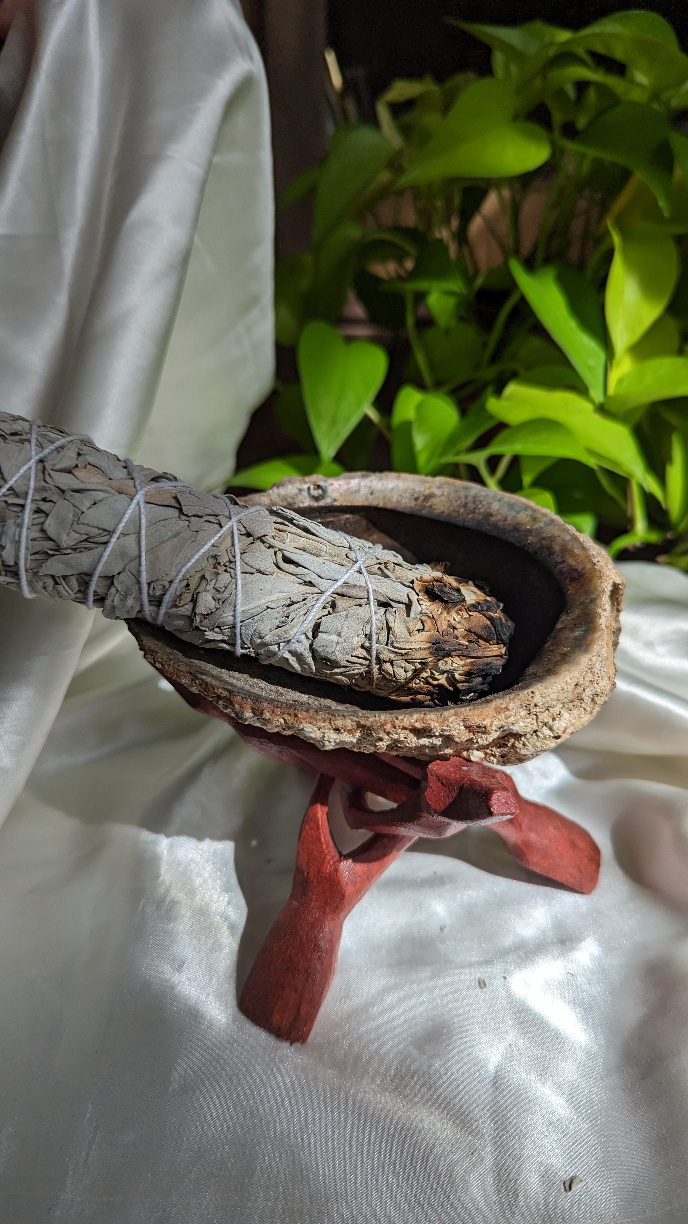 White Sage - 6
