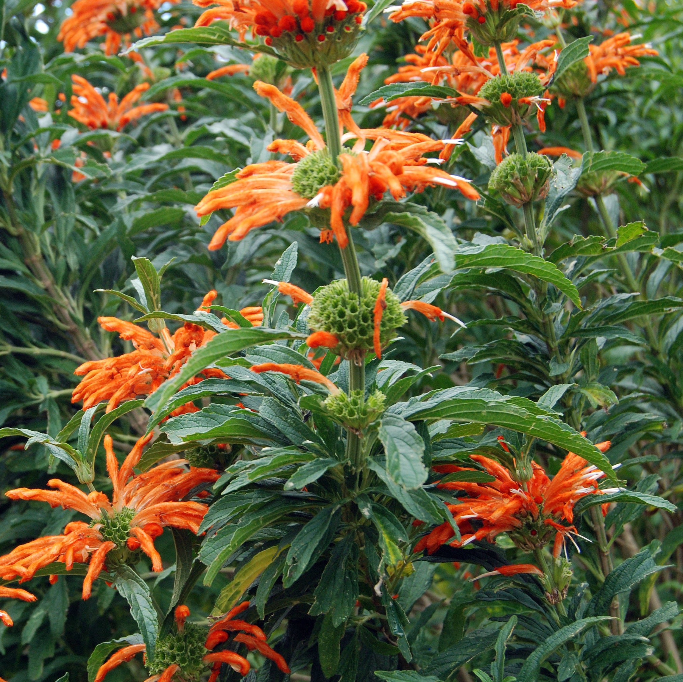 Wild Dagga
