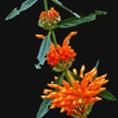 Wild Dagga