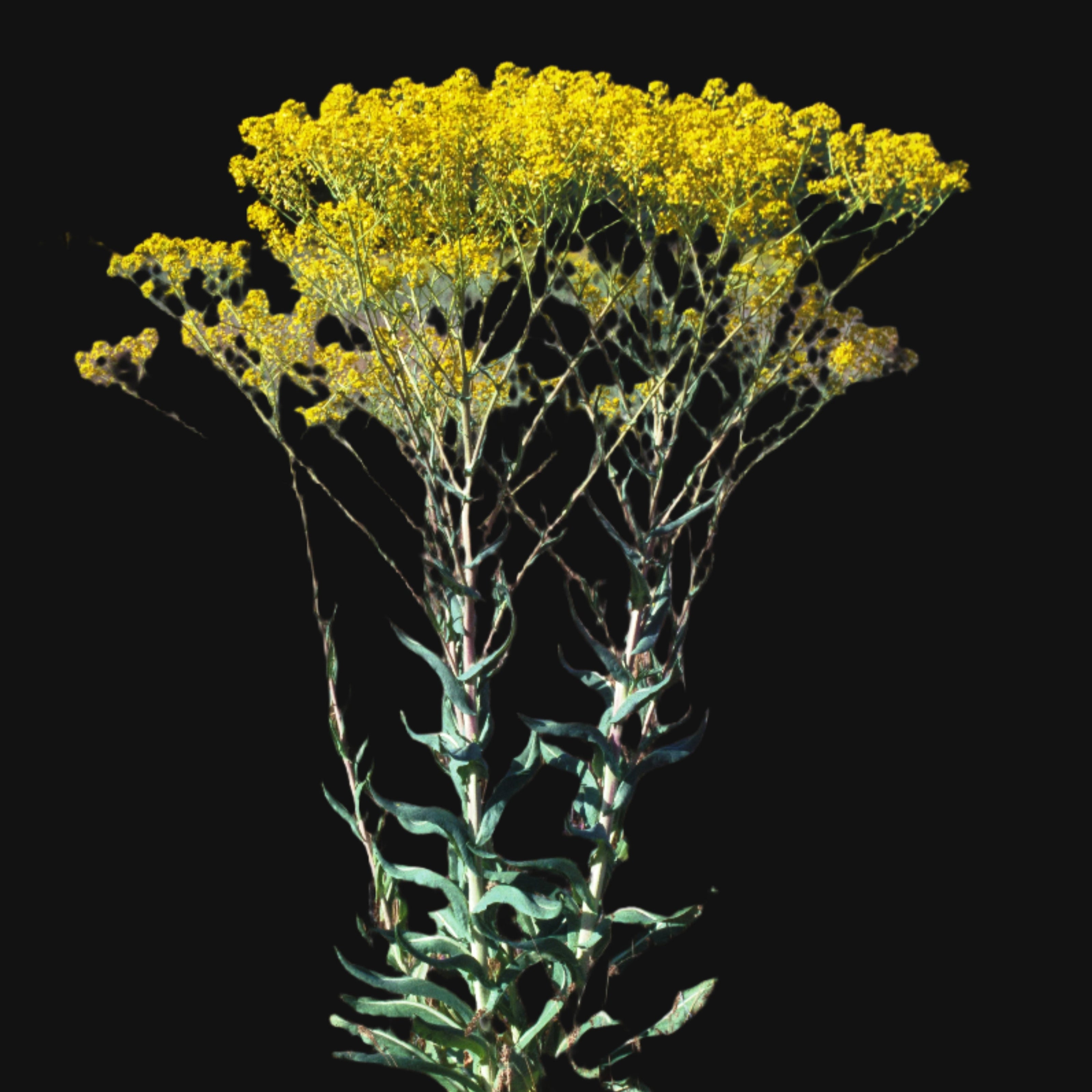 Woad