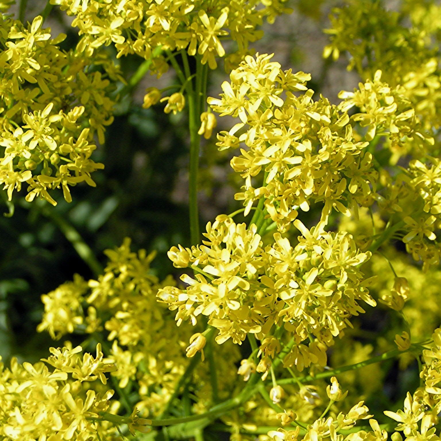 Woad