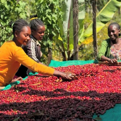 Proem - Ethiopia (Final Batch)