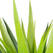 Yara Artificial Aloe Potted Plant 51