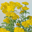 Yellow Yarrow