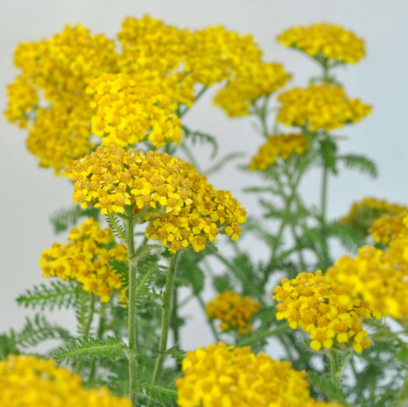 Yellow Yarrow