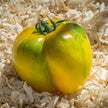 Yellow Stuffer Tomato