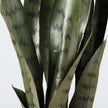 Zoro Artificial Snake Sansevieria Dark Green Potted Plant 30''
