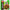 Ebara Foods Petitto Chinese Green Pepper and Pork 92g (23g x 4) x 12 bags 