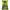 Iwatsuka Seika THE Hitotsumami Salted Edamame 70g x 12 bags 