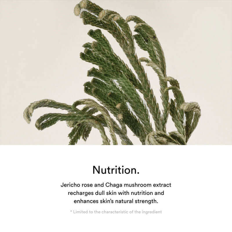 Abib Jericho Rose Creme Nutrition Tube 75ml