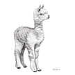 Adorable  alpaca - art print
