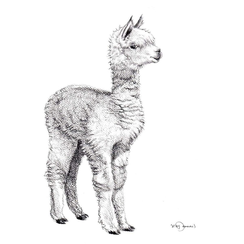 Adorable  alpaca - art print