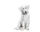 Dog - Baby Golden Retriever - Black and White Nursery Art Print