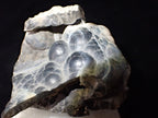Agatized Coral – Fossilized Silica Beauty from Florida