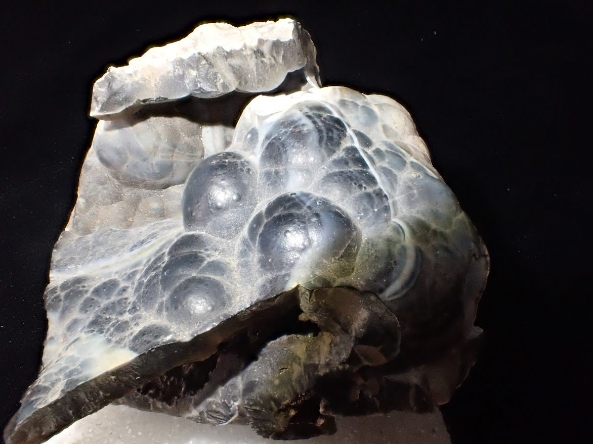 Agatized Coral – Fossilized Silica Beauty from Florida