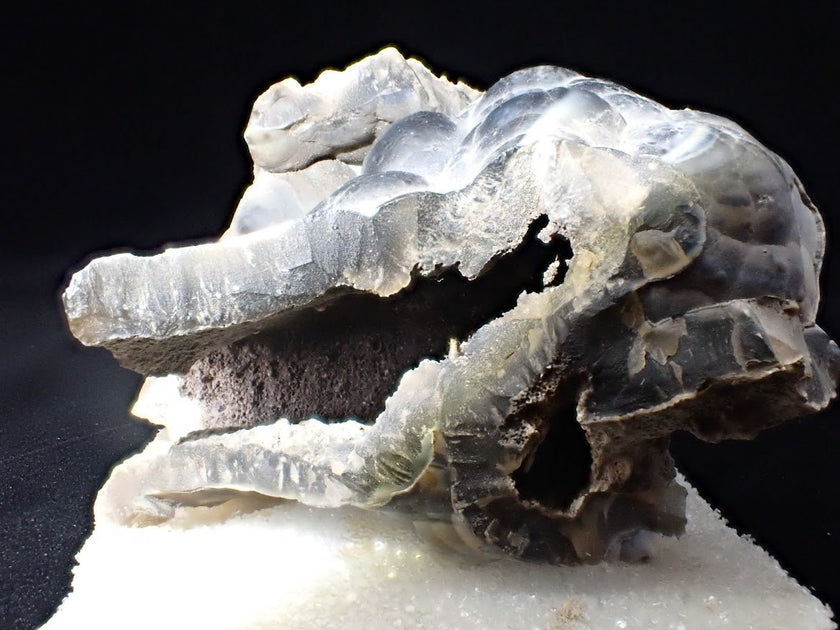 Agatized Coral – Fossilized Silica Beauty from Florida
