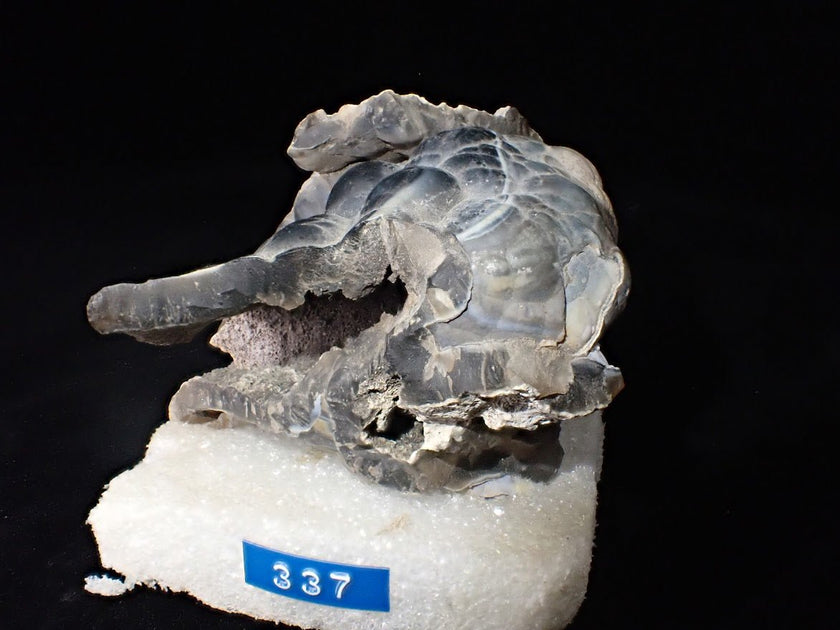 Agatized Coral – Fossilized Silica Beauty from Florida
