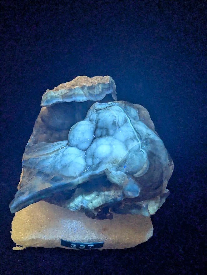 Agatized Coral – Fossilized Silica Beauty from Florida