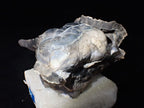 Agatized Coral – Fossilized Silica Beauty from Florida