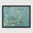Almond Blossoms