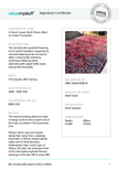 Antique Persian Mohajeran Sarouk Rug | 13' 10