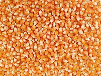 50 lbs Bulk Premium Organic Yellow Popcorn Kernels (Product of Canada)