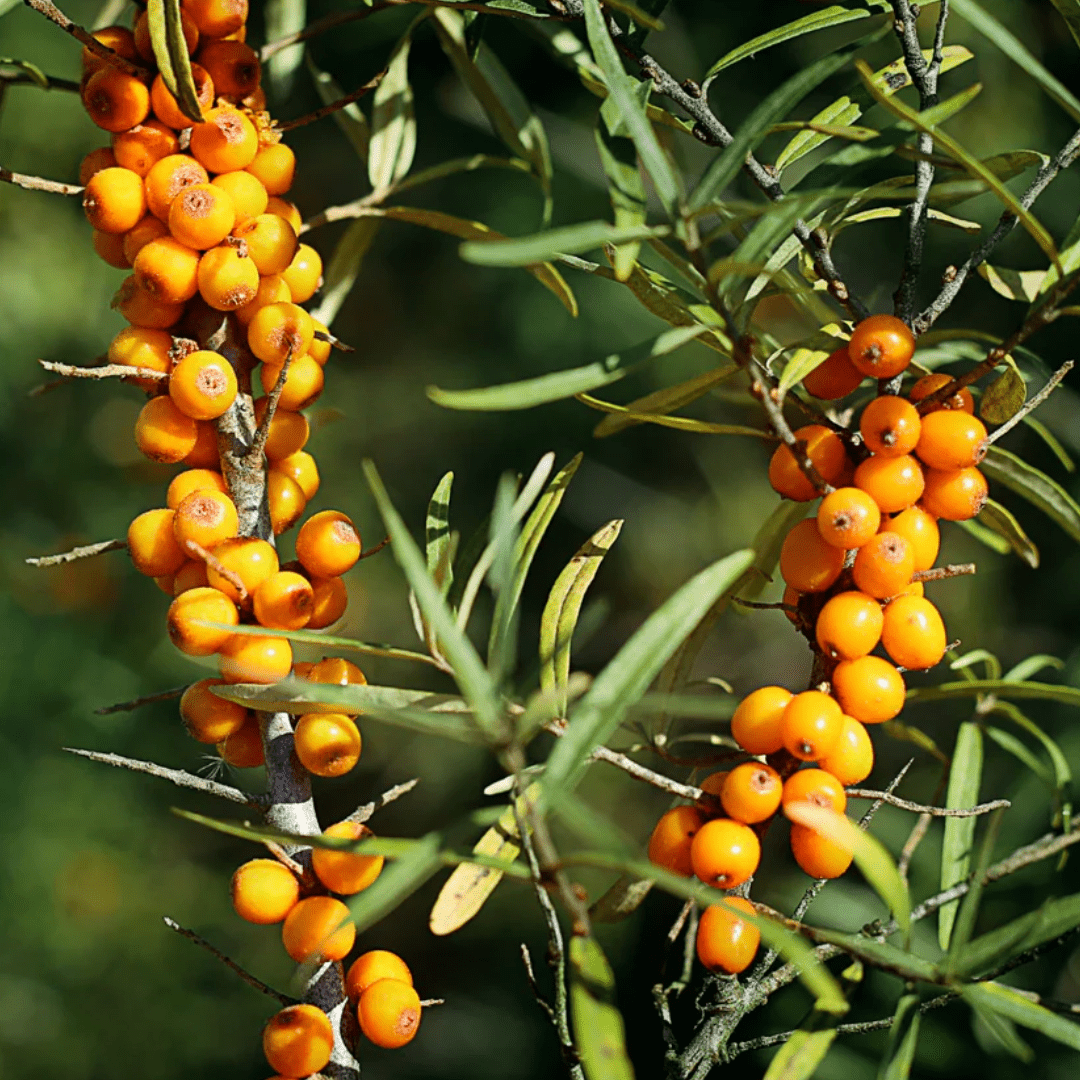 Pulpe de fruit d'argousier