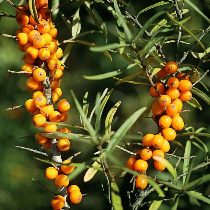 Pulpe de fruit d'argousier