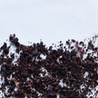 Aronia