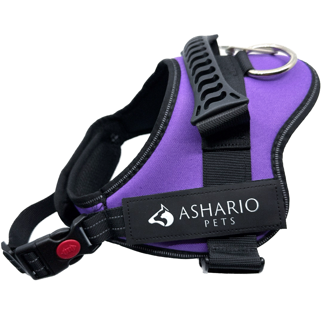 Ashario Pets - 