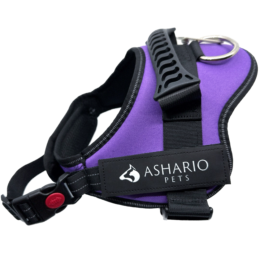 Ashario Pets - 