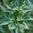 Poudre de racine d'Ashwagandha