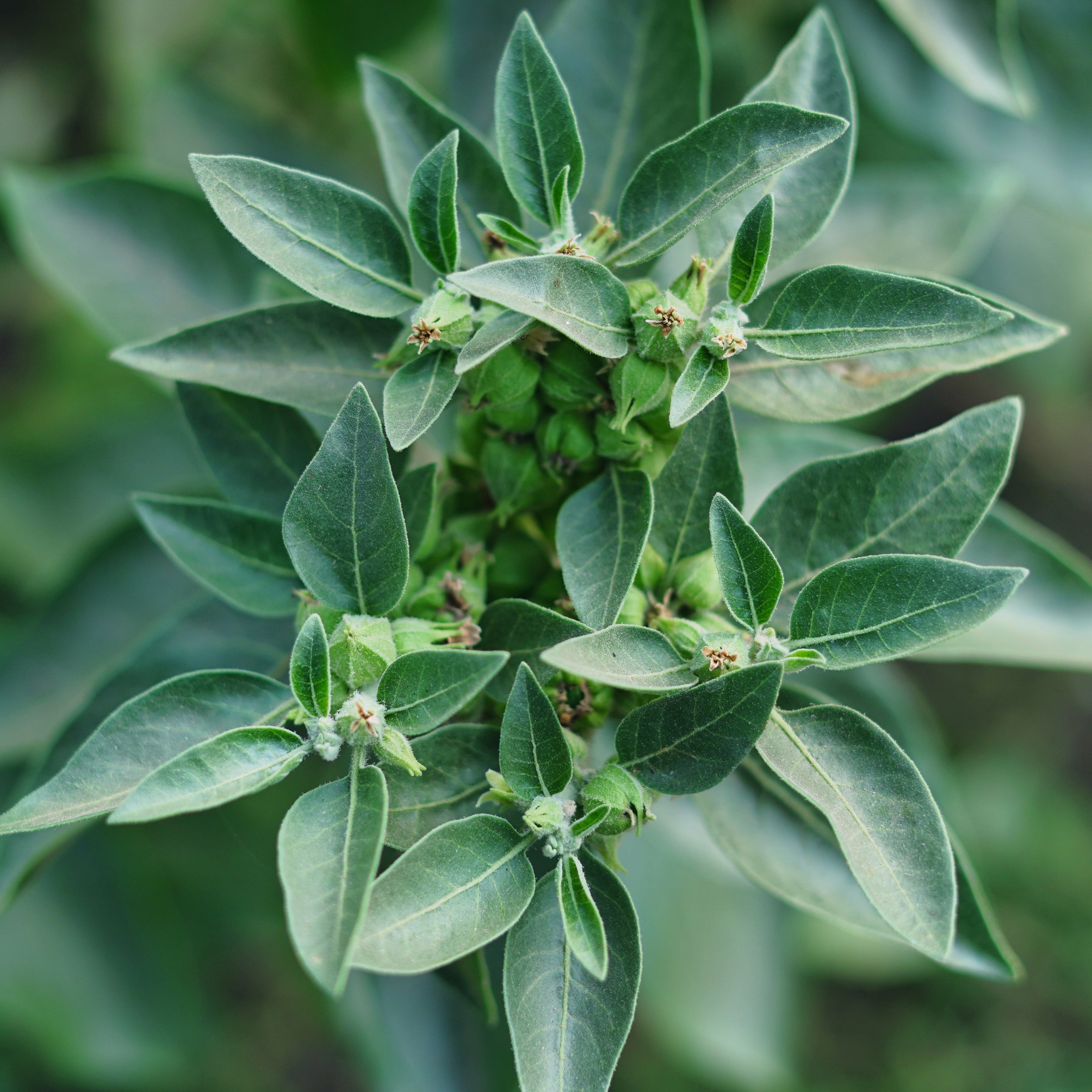 Poudre de racine d'Ashwagandha
