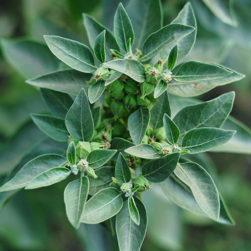 Poudre de racine d'Ashwagandha