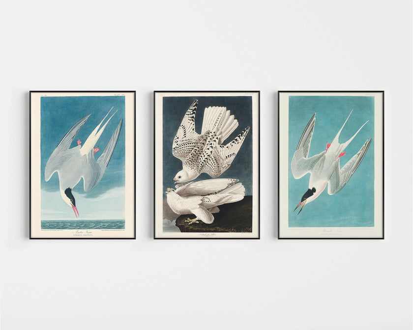 Audubon Bird Prints: Arctic Tern & Hawk - Museum Quality Giclee