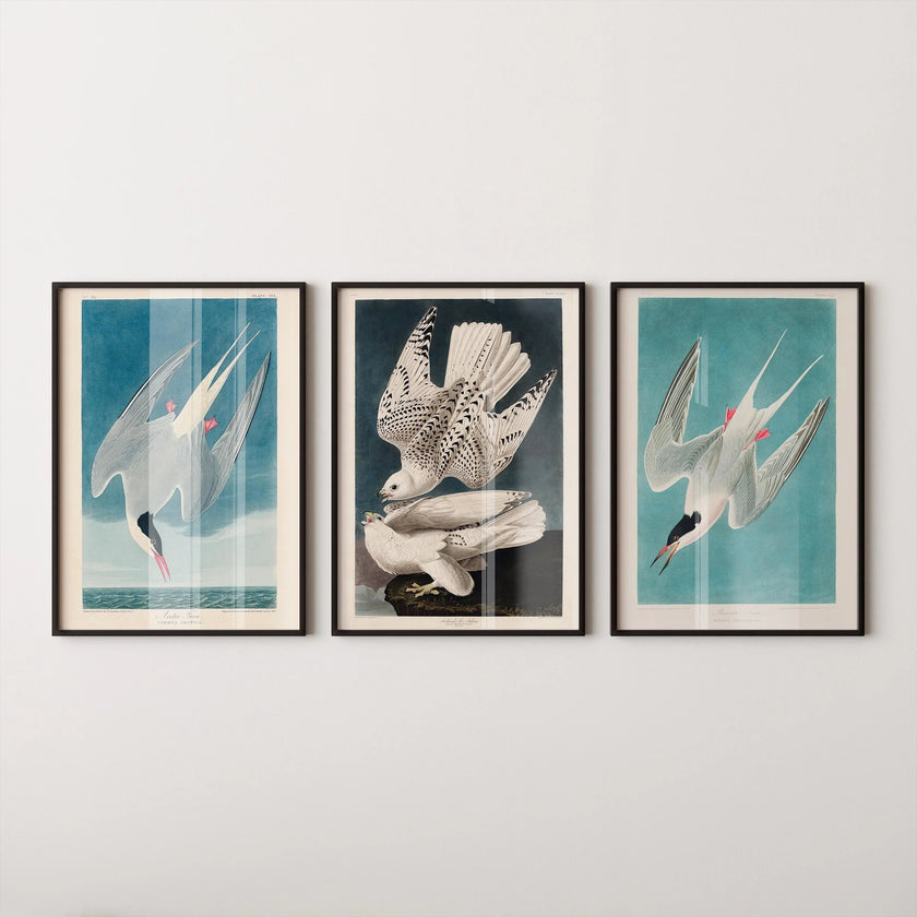 Audubon Bird Prints: Arctic Tern & Hawk - Museum Quality Giclee