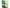 Kataoka Bussan Tsujiri Matcha qui fond en douceur 40 g x 6 sachets 