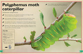 Insight Editions - The Magnificent Book of Butterflies & Moths
