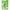 Thé vert Oi Ocha fondant Itoen au Matcha 40 g x 6 sachets 