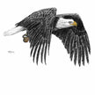 Bald Eagle  - greeting card