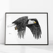 Bald Eagle - Animal Art Print