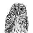 Barred Owl - Paper art Print