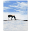WAITING FOR SPRING Fine Art Print