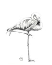 Beautiful Pink Flamingo Greeting Card