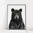 Black Bear Portrait  - Rigid Framed Canvas