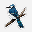 Vinyl Sticker - Blue Jay
