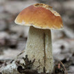 Bolets Cèpes séchés du terroir