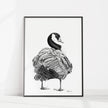 Canada Goose - art print